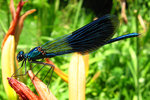 vignette Calopteryx splendens, mle,  Caloptryx clatant, libellule