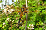 vignette Libellule  quarte taches ( Libellula quadrimaculata ) ♂