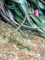 vignette Echinocereus (Wilcoxia) poselgeri