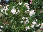 vignette nerium oleander blanc
