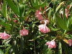 vignette nerium oleander rose