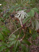vignette Schefflera aff enneaphylla