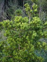 vignette Phyllocladus asplenifolius