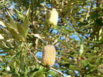 vignette Banksia?