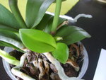 vignette 06-08 Rejet Phalaenopsis