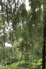 vignette juniperus cedrus, cdre de madre
