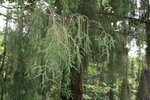 vignette juniperus cedrus, cdre de madre