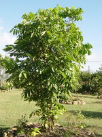 vignette Dimocarpus longan (Longanier)