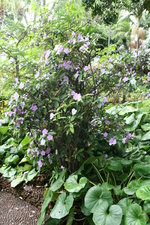 vignette brunfelsia pauciflora et farfugium japonicum