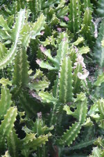 vignette Euphorbia lactea