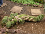 vignette Echinopsis candicans - Cactus hrisson