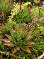 vignette Aloe brevifolia ou mitriformis ?