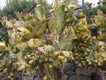 vignette Opuntia monacantha variegata monstruosa