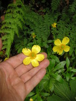 vignette Ranunculus cortusifolius ssp major