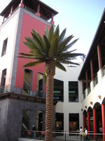 vignette Faux palmier  Funchal