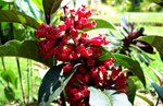 vignette Cestrum Rubrum