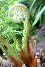 vignette Dicksonia antartica (croissance de la feuille)