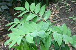 vignette Polygonatum  hybridum