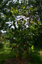 vignette Magnolia grandiflora 'Gallissonnire'