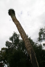 vignette Yucca brevifolia ?