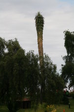 vignette Yucca brevifolia ?