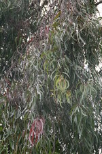 vignette eucalyptus  feuilles rouges