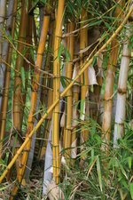 vignette bambous vert jaune