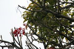 vignette brachychiton acerifolium, fleurs
