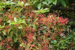 vignette brachychiton acerifolium en fleurs, vu de l'tage