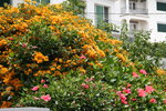 vignette bougainville orange et hibiscus rosa sinensis