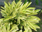 vignette Alpinia zerumbet variegata