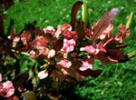vignette Dodonaea Viscosa Purpurea(flor.détail)