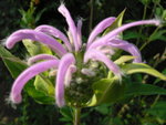 vignette monarde fistulosa