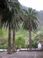 vignette Phoenix canariensis