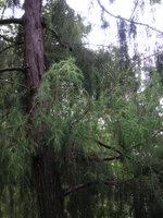 vignette Juniperus cedrus