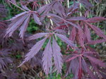 vignette Acer palmatum sherwood flame