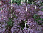 vignette Acer palmatum sherwood flame