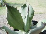 vignette Agave shrevei ssp. magna