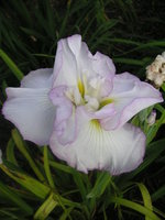 vignette Iris kaempferi = Iris ensata - Iris de Kmpfer ou Iris japonais