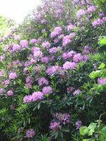 vignette Rhododendron ponticum