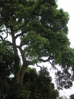 vignette Quercus suber - chêne liège
