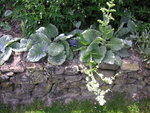 vignette Salvia argentea - Sauge argente