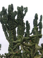 vignette Euphorbia ingens et Opuntia subulata