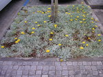 vignette Carr d'arbre de Gazania