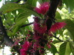 vignette Eugenia malaccensis =Syzygium malaccense