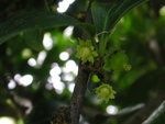 vignette Dovyalis caffra - Abria ou Pomme caffre ou Pomme de Kei