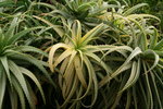 vignette Aloe arborescens variegata