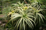 vignette Aloe arborescens variegata