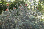 vignette leucospermum reflexum, fleurs  maturit