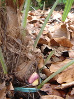vignette Dbut inflorescence Rhapidophyllum histrix